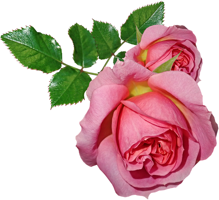 Roses, Flowers, Leaves, Plant, Garden, Nature - Rosas Com Folhas Png Clipart (730x665), Png Download