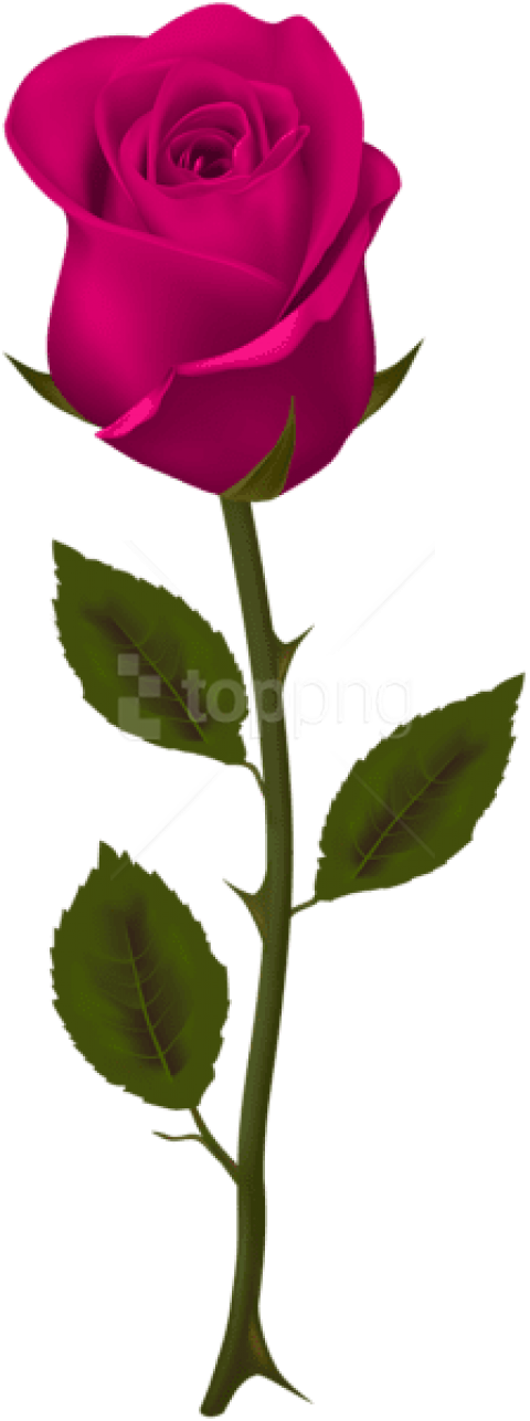 Download Pink Rose Png Images Background - Clip Art Red Rose Transparent Png (480x1286), Png Download