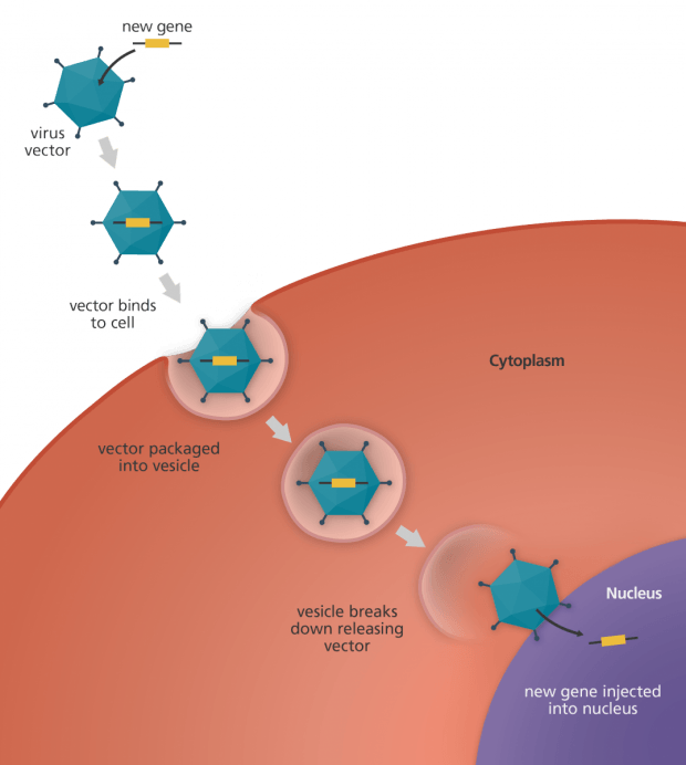 After It Has Reached The Nucleus, It Delivers The Dna, - Virus Gene Therapy Clipart (620x692), Png Download