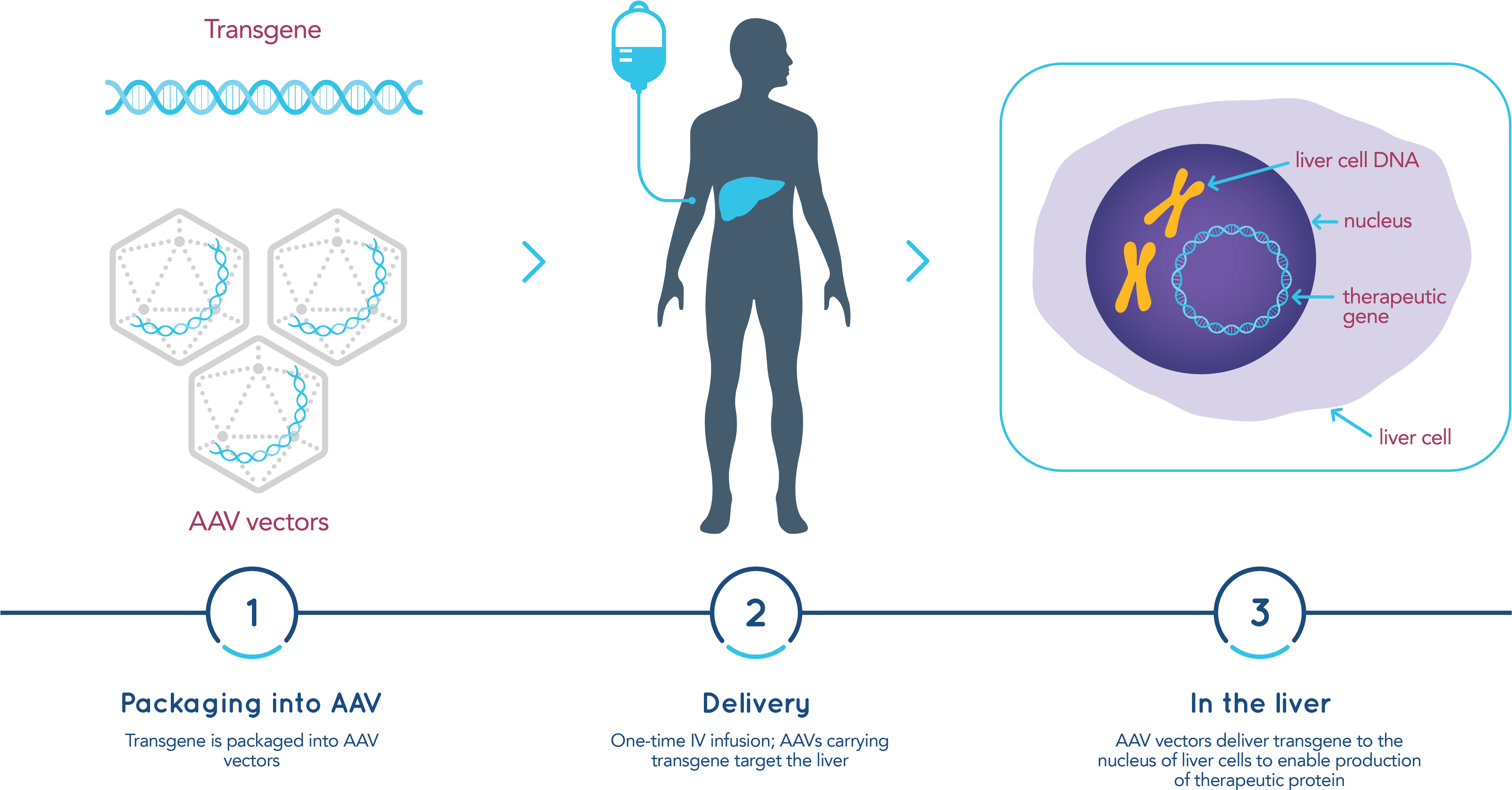 How Gene Therapy Works - Graphic Design Clipart (4834x2480), Png Download