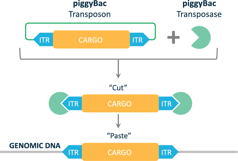 1 - Piggybac Transposon Clipart (800x543), Png Download