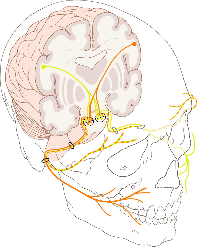 Cranial Nerve Vii - Internal Acoustic Meatus And Stylomastoid Foramen Clipart (816x1024), Png Download