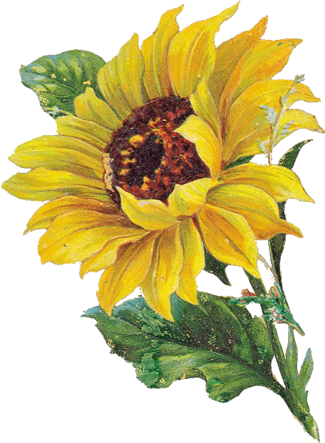 Thankful Thursday - Подсолнух На Прозрачном Фоне Clipart (480x650), Png Download