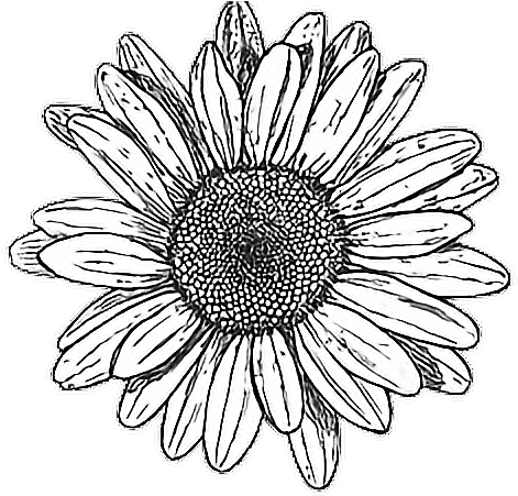 Tumblr Drawing Hipstergirl Myedit - Flower Drawing Tumblr Png Clipart (832x466), Png Download