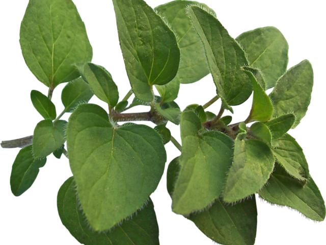 Herbs Clipart Oregano - Marjoram Png Transparent Png (640x480), Png Download