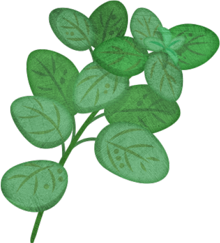 Oregano Plant Clip Art - Png Download (640x480), Png Download