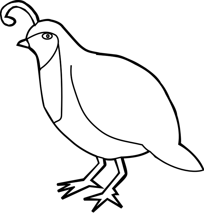 Dove Clipart Template - Clipart Black And White Quail Png Transparent Png (687x720), Png Download