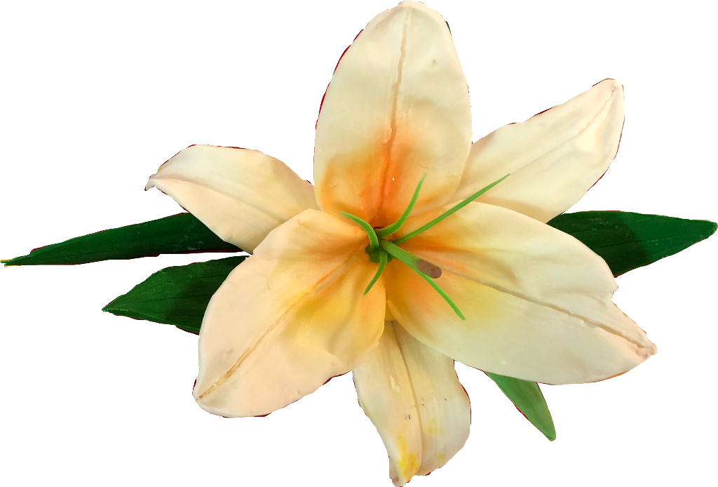 #лилия #flower #цветок #flowers #lillies #lilly #free - Lily Clipart (1024x694), Png Download