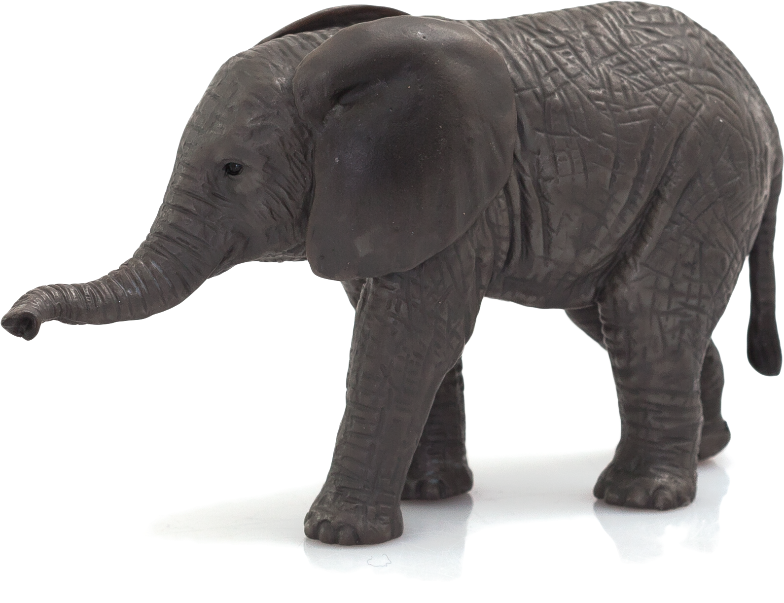 African Elephant Calf , Png Download - Elephant Calf Png Clipart (1590x1223), Png Download