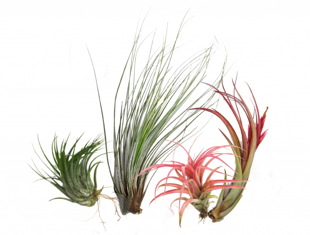 Air Plants Are A Unique Group Of Plants That Can Grow - Sweet Grass Clipart (1024x777), Png Download
