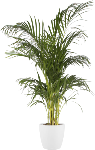 Home > Collection > Brussels Round - Flowerpot Clipart (750x750), Png Download