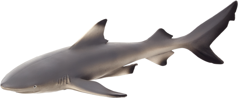 Mojo Black Tip Reef Shark - Blacktip Reef Shark Clipart (800x800), Png Download