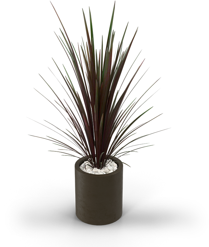 29 Am 266591 A T 6/18/2016 - Agave Clipart (800x800), Png Download