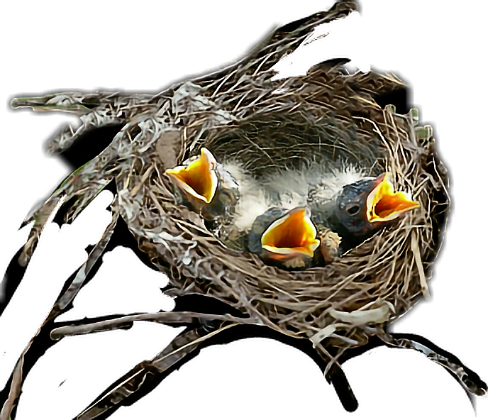 #birds #nest - Egg Clipart (688x592), Png Download