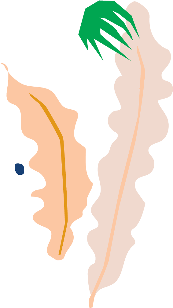 Bloomscape Birds Nest Fern - Illustration Clipart (961x1306), Png Download