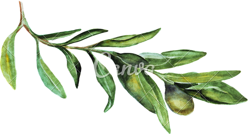 Watercolor Olive Branch Png - Russian Olive Clipart (800x431), Png Download