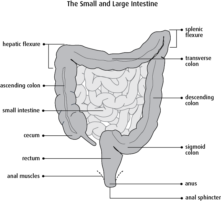 Bowel Resection Clipart (711x646), Png Download