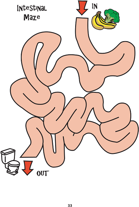Maze Digestive System Clipart (579x750), Png Download
