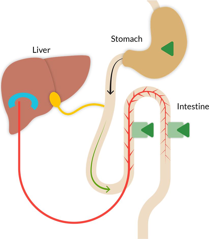 Clip Art - Png Download (864x938), Png Download