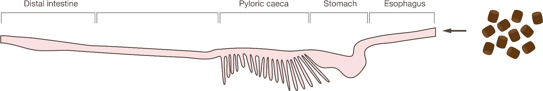 To Achieve This Balance, The Intestine Has A Selective - Eyelash Extensions Clipart (2134x649), Png Download