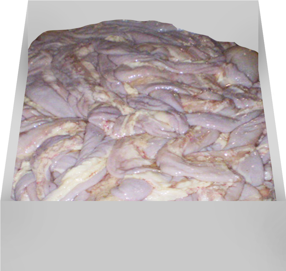 Small Intestine / Tripa - Kaszanka Clipart (1280x1280), Png Download