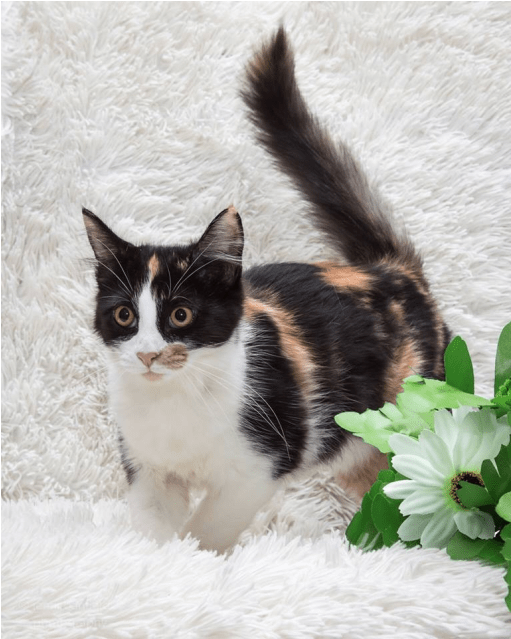 Ak3186 - Crackle - Domestic Short-haired Cat Clipart (638x638), Png Download