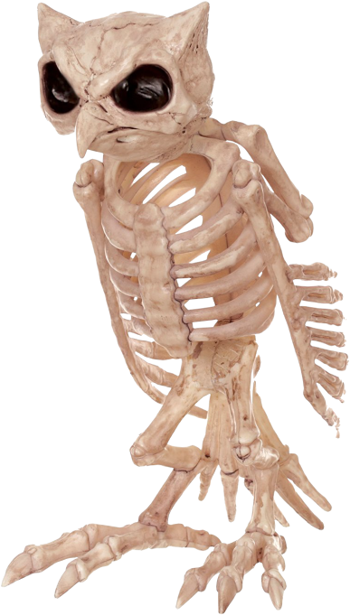 Skeleton Owl - Owl Skeleton Clipart (485x700), Png Download