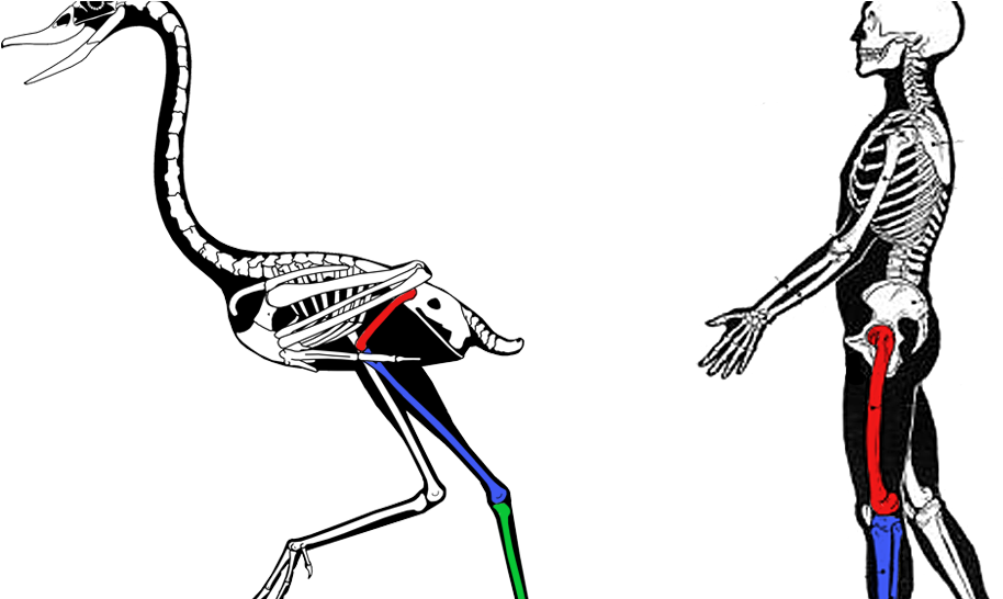Bird Knees Bend The Same Way As Everyone Else - Fish Brains Comparative Anatomy Clipart (1038x545), Png Download
