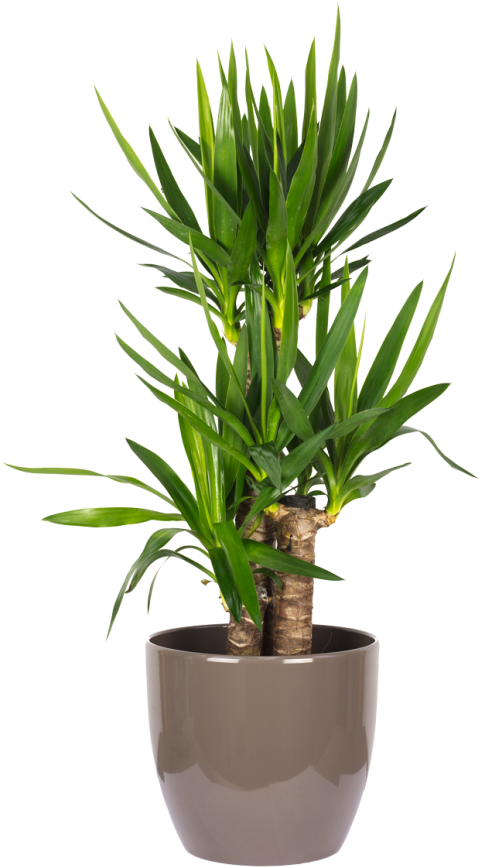 Yucca Elephantipes Palme 60/30/20 - Dracaena Riki Clipart (496x867), Png Download