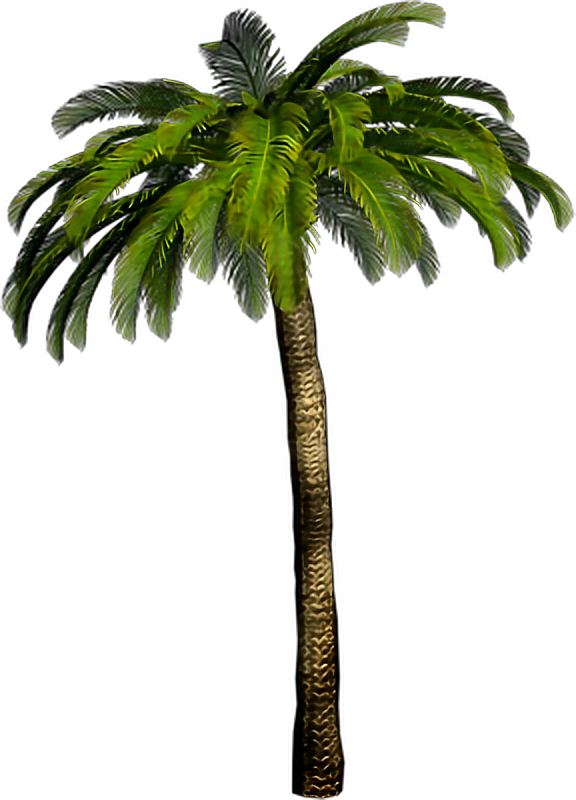 #palmtree #palmeira #planta #arvore #tree #coqueiro - Palmera Png ...
