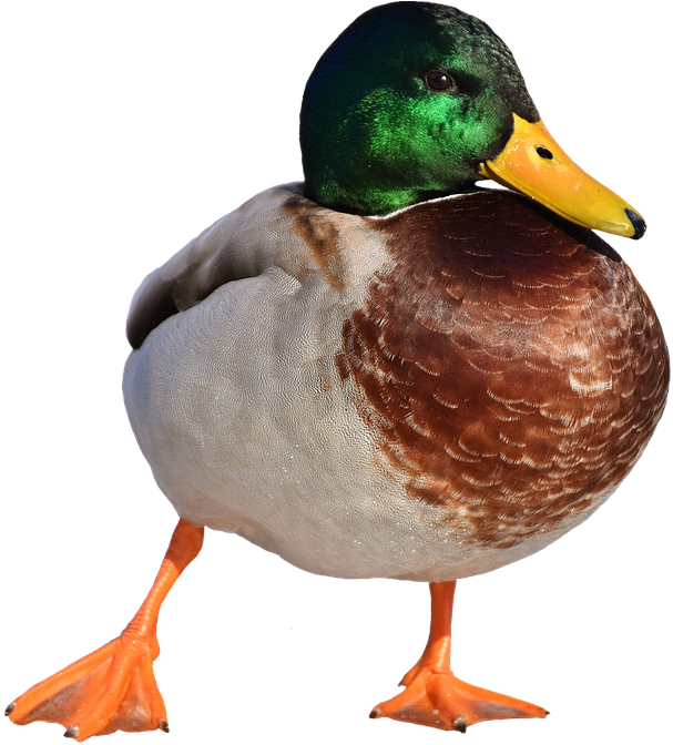 Pato Png Clipart (763x720), Png Download