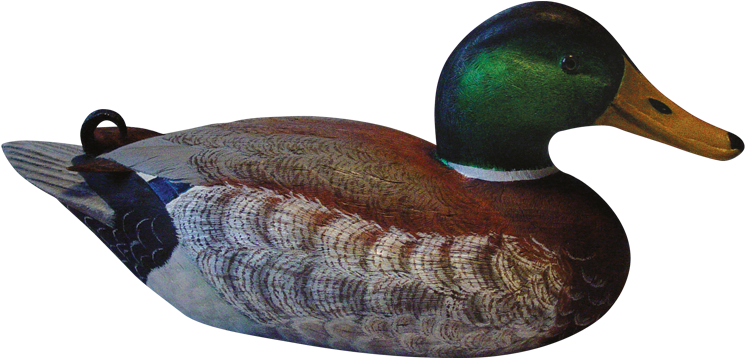 Download Png Image Report - Mallard Clipart (900x395), Png Download