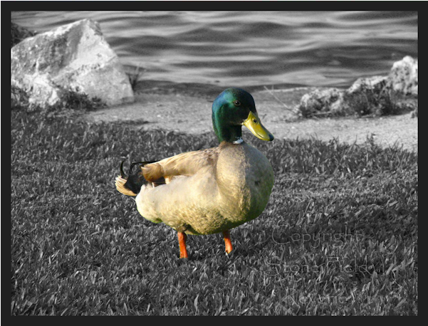 Mallard Clipart (600x600), Png Download