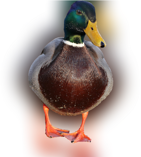 Color Palette Ideas From Duck Bird Mallard Image - Imagenes Png De Patos Clipart (700x500), Png Download
