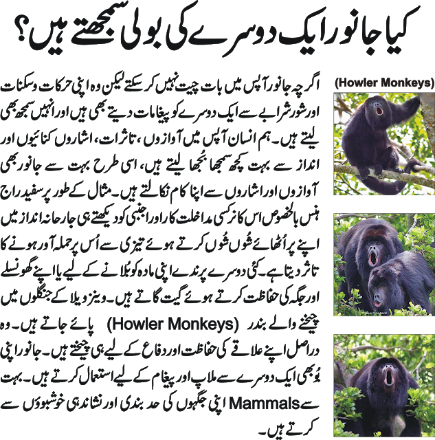 Why Is The Peafowl's Tail Beautiful - Hazrat Ali Razi Allah Tala Anhu Clipart (633x640), Png Download