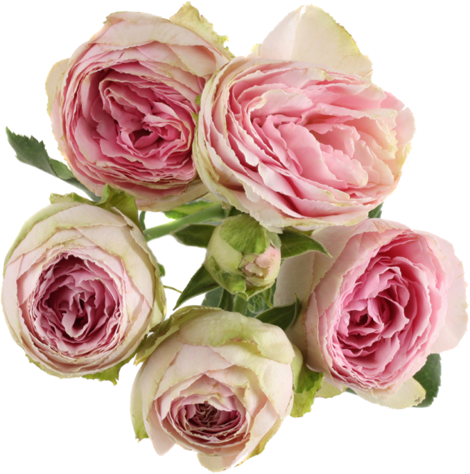 Rosa × Centifolia , Png Download - Rosa × Centifolia Clipart (678x684), Png Download
