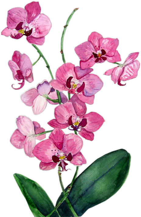 Orchid Drawing Pastel - Moth Orchid Clipart (594x800), Png Download