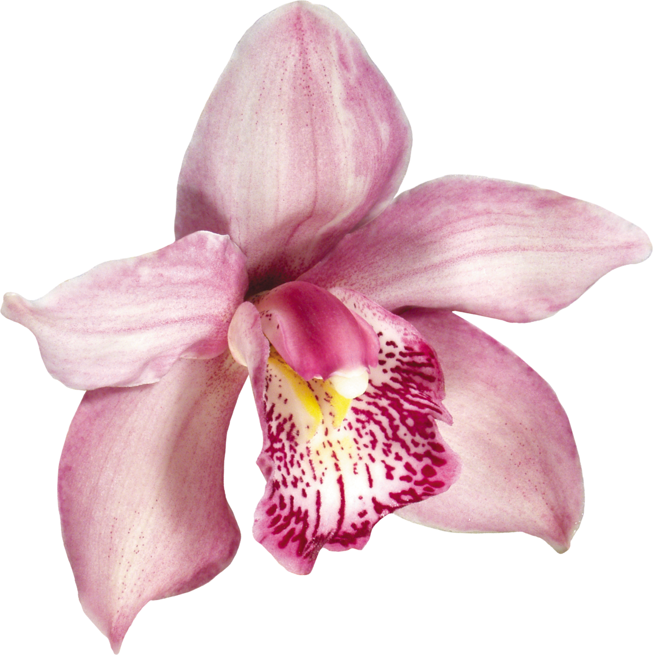 Pink Orchids, Orchid Flowers, Pansies, Hawaiian, Decoupage, - Orquidea Em Png Clipart (1275x1280), Png Download