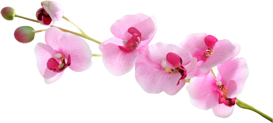 Butterfly Orchid Floating Element - Phalaenopsis Sanderiana Clipart (952x428), Png Download