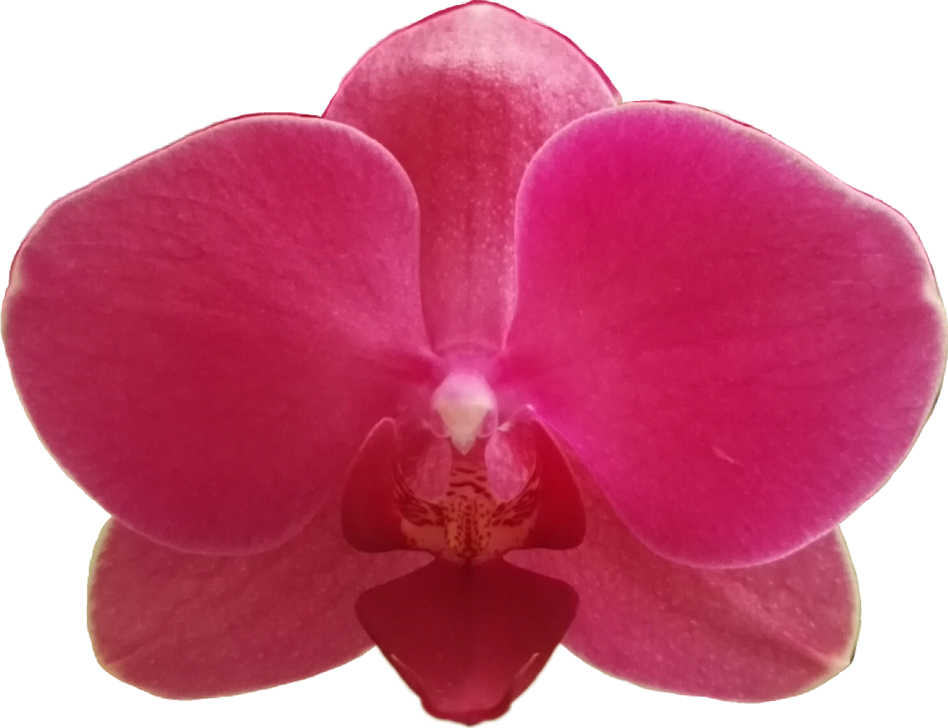 Orchidee Flower Bl - Moth Orchid Clipart (1333x1024), Png Download