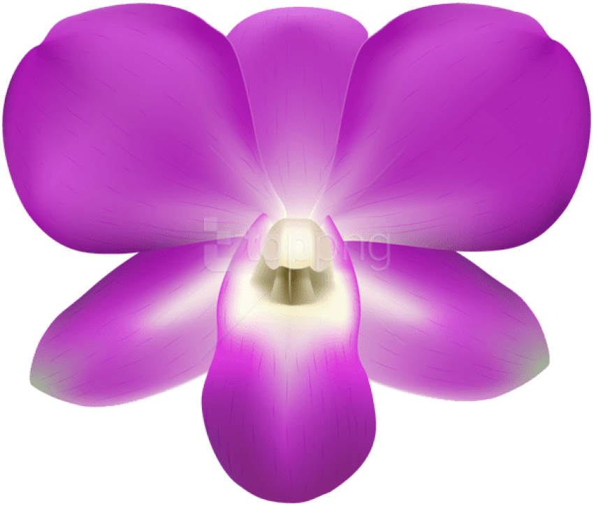 Free Png Orchid Decorative Png Images Transparent - Moth Orchid Clipart (850x724), Png Download