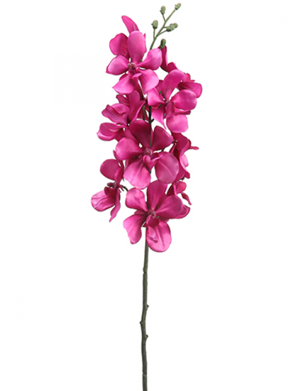 5" Vanda Orchid Spray Orchid - Moth Orchid Clipart (800x800), Png Download