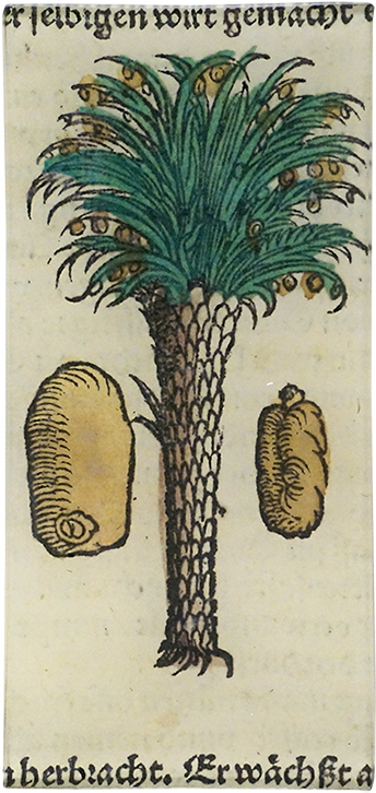 Date Palm Clipart (800x800), Png Download