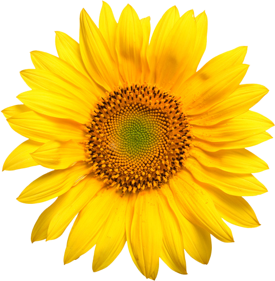 Psychic Sharon Sampsel Psychic Sharon Sampsel - Sun Flower Images Png Clipart (600x600), Png Download