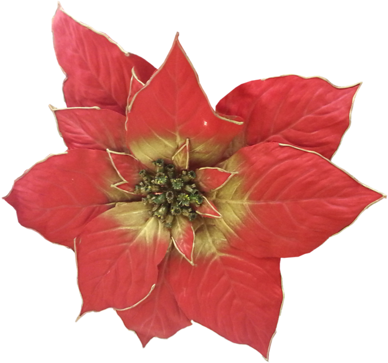 Фотки Christmas Poinsettia, Christmas Flowers, Clip - Poinsettia - Png Download (800x766), Png Download