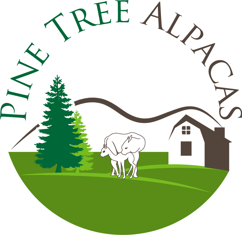 Pine Tree Alpacas - Pine Tree Silhouette Clipart (806x782), Png Download
