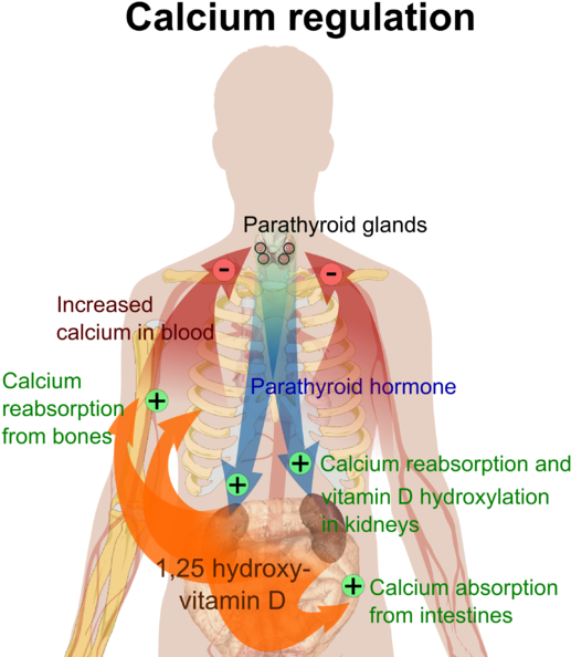 Calcium Regulation - Bone Calcium Homeostasis Clipart (528x600), Png Download