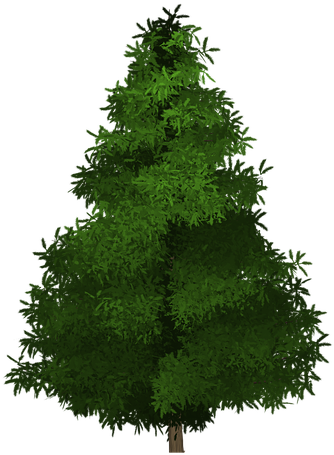 Spruce Tree Painted Tree Green Nature Plant - ต้นไม้ วาด Png Clipart (720x720), Png Download