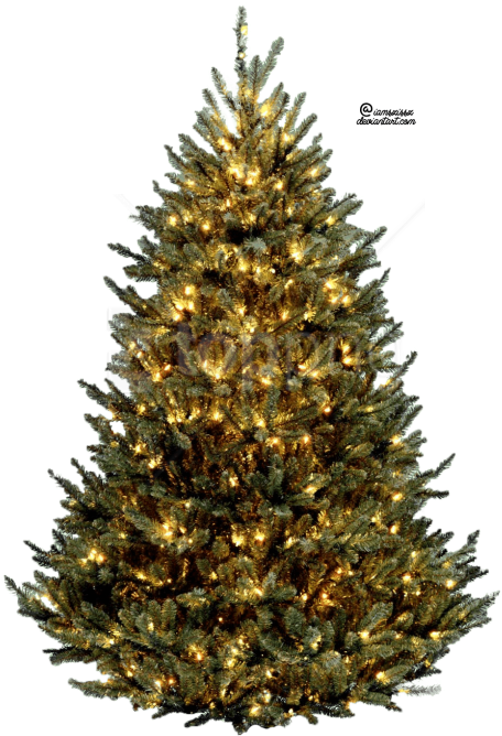 Free Png Christmas Tre Png Images Transparent - Christmas Trees Clipart (480x675), Png Download