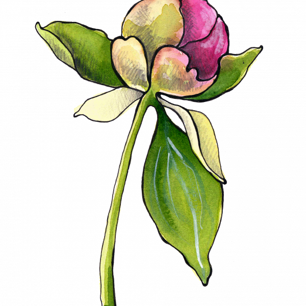 Peony Bud - Evergreen Rose Clipart (600x600), Png Download